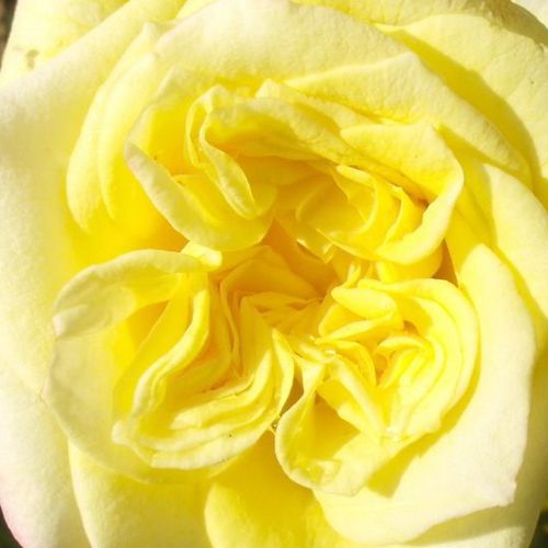 Online rózsa webáruház - teahibrid rózsa - sárga - Rosa Sterntaler ® - diszkrét illatú rózsa - W. Kordes & Sons - Vágórózsa a régimódi rózsákra emlékeztető virágformával.